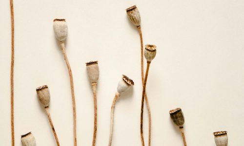 pexels-eva-bronzini-6569195