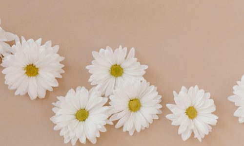 pexels-tara-winstead-7663246